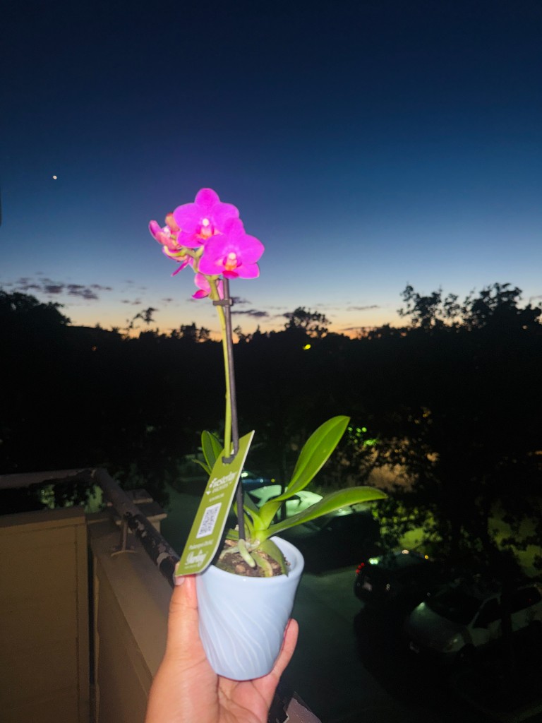 Hand holding a potted pink orchid against a deep blue dusk sky