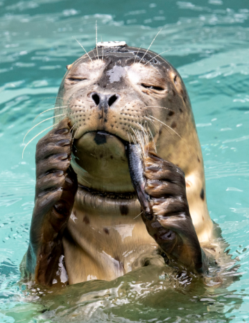 Harbor seal with an identification tag on its head in turquoise water, eating a small fish